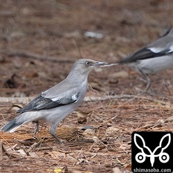 時折地上に降りて、落下したガジュマルの実を拾っていました。