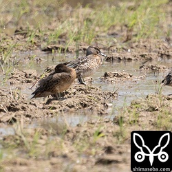 コガモとシマアジ。
