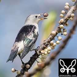 警戒心は全くなく、近くで観察できました。