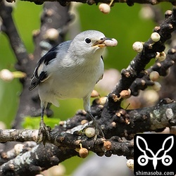 オオバアコウの実をくわえるシベリアムクドリ。