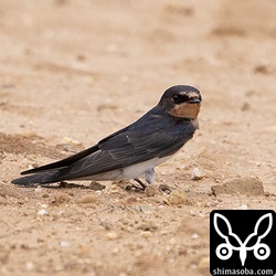 越冬のためやってきたツバメもお疲れモード。