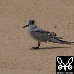 砂浜にはクロハラアジサシ幼鳥。かなり疲労が見られます。