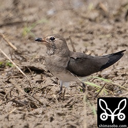 ツバメチドリも各所で確認。