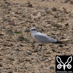 海岸から遠くの岩礁にハシブトアジサシ。