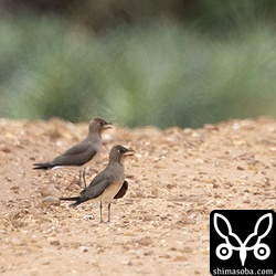 サトウキビ畑にはツバメチドリの群れが到着。