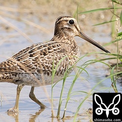 チュウジシギ幼鳥。