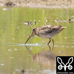 チュウジシギ。