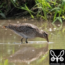 チュウジシギ。