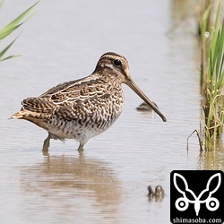 チュウジシギ。
