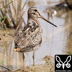 チュウジシギ幼鳥。