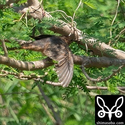 翼を広げるヒメカッコウ。換羽状況はこんな感じでした。