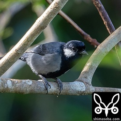 イシガキシジュウカラも現れて獲物探し。