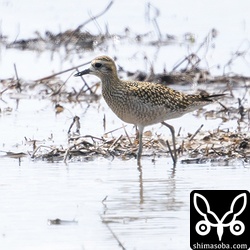 今季初登場のムナグロ幼鳥。