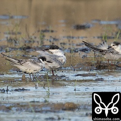 クロハラアジサシは十数羽の群れが休んでいました。