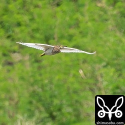 飛ぶアカガシラサギ。複数羽確認したほか、ジャワアカガシラサギもいました。