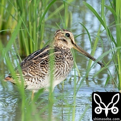 田んぼの稲が延びてきて探すのが大変です…。