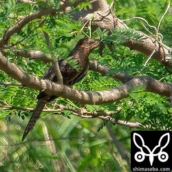ヒメカッコウの幼鳥。