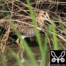 ジシギもずいぶん減りました。残っているのはチュウジシギとタシギ。
