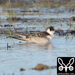 クロハラアジアシの幼鳥。