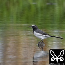 セグロセキレイ成鳥メス。