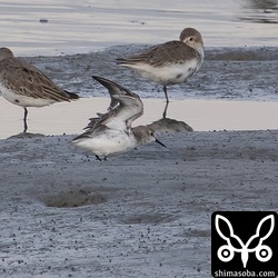 伸びをしてくれました。成鳥冬羽でいいのかな?
