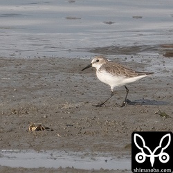 緊張して少し細くなったヒメハマシギ。