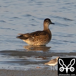 トモエガモのエクリプス。まさか干潟にトモエガモが入るとは思いませんでした。