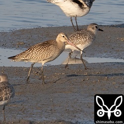 オオソリハシシギ幼鳥。数羽いました。