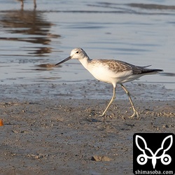 アオアシシギ冬羽。