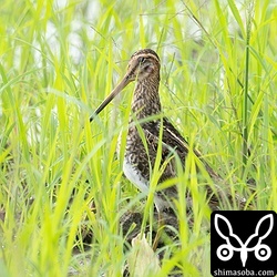 タシギ幼鳥。ジシギは全てタシギでした。