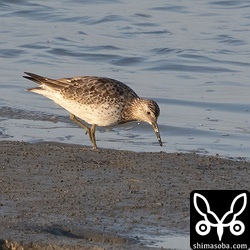 オバシギ冬羽へ。