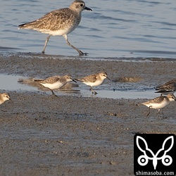 同じくトウネンも同じ干潟に。