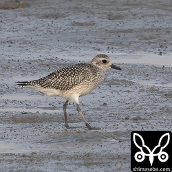 ダイゼン幼鳥。ほとんど成鳥でしたが、幼鳥も数羽。