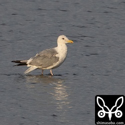 セグロカモメが水浴びしていました。