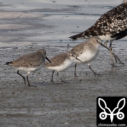 ハマシギに挟まれるヒメハマシギ。大きさは全く違うのでハマシギと間違えることはないでしょう。