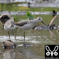コアオアシシギ幼鳥。