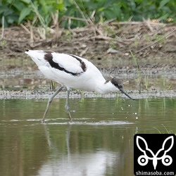 長期滞在中のソリハシセイタカシギ。