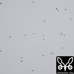 タカ柱を何度も見ることができました。あいにくの曇り空ですが、サシバたちの壮大な渡りを垣間見ることができました。