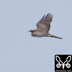 サシバの幼鳥も多く確認できました。