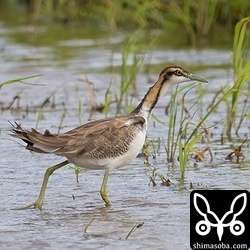 しばらくすると草むらの中へ消えていきました。悪天候が続きそうなのでしばらくは滞在すると思われます。