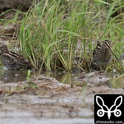 ジシギはほとんどタシギです。チュウジシギは少数が残っていますがまもなく渡去するでしょう。