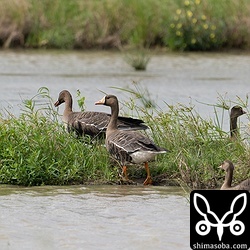ヒシクイ(左)とマガン。