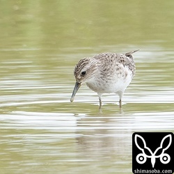 ヒバリシギは渡りのピークのころに比べると数を減らしました。