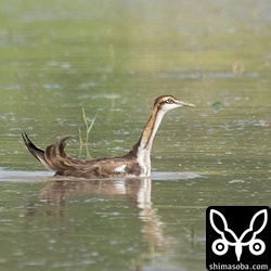 深場を泳ぐレンカク。