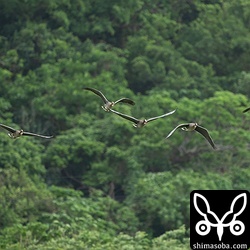 飛行するマガン。成鳥、幼鳥合わせて12羽の群れです。