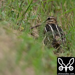 畔に身を隠すタシギ幼鳥。
