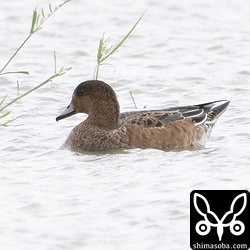 ヒドリガモのメス非生殖羽。