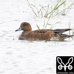 ヒドリガモのオス成鳥エクリプス。