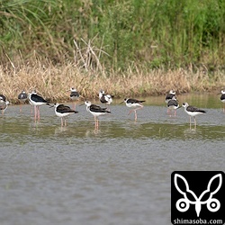 田んぼでセイタカシギの群れが水浴びしていました。