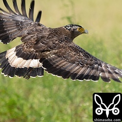子育ても終わり、カンムリワシを見る機会が増えてきました。